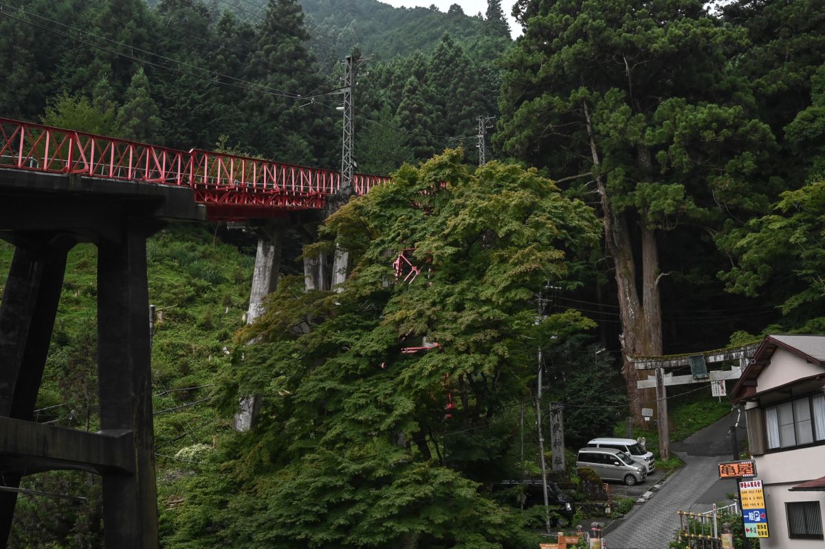 レンゲショウマ・御岳山